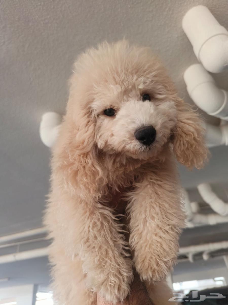 كلب توي بودل64460625178626110