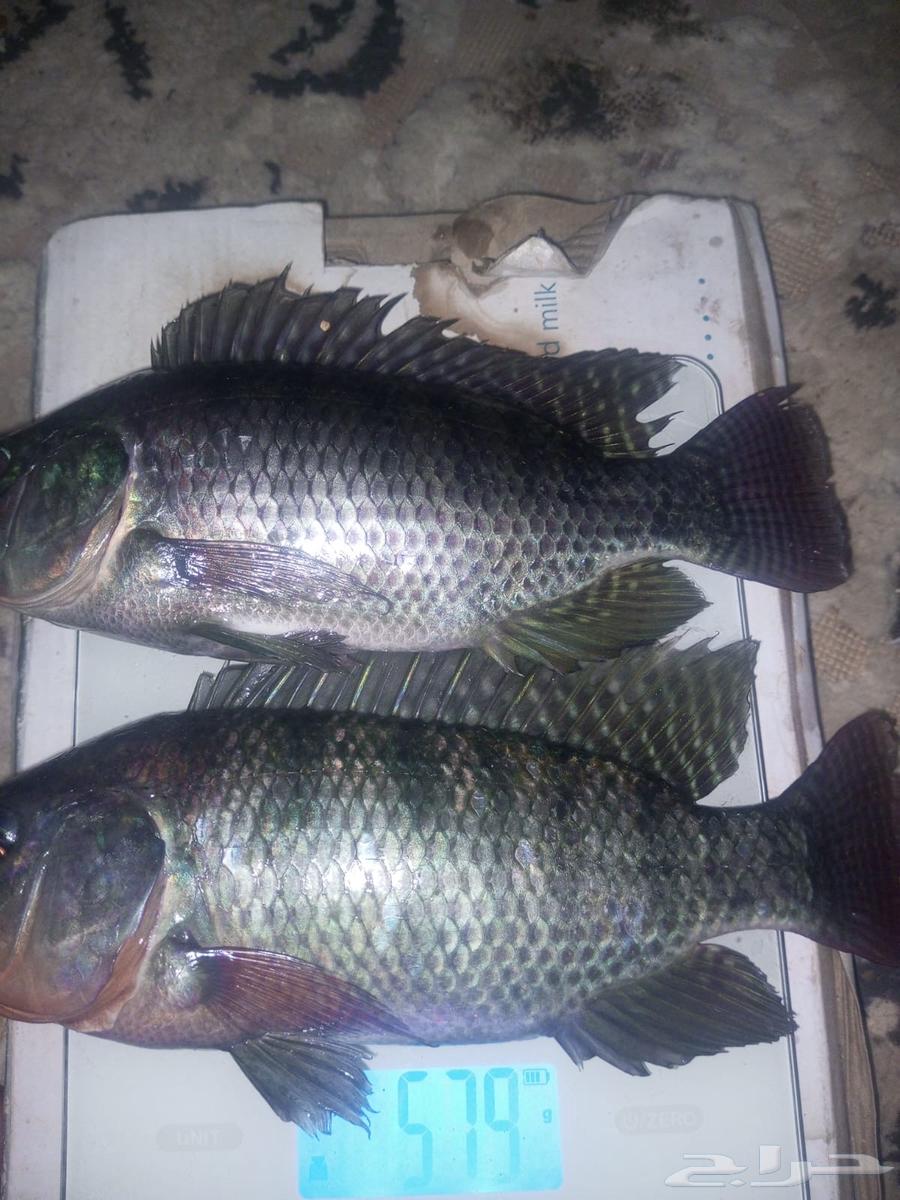 Tilapia fish for sale in large quantities at the lowest price in the market64460379279363110