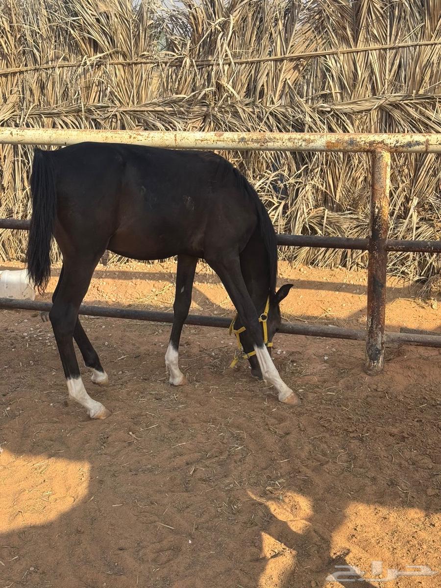 امهار شعبية للبيع64462624586113113