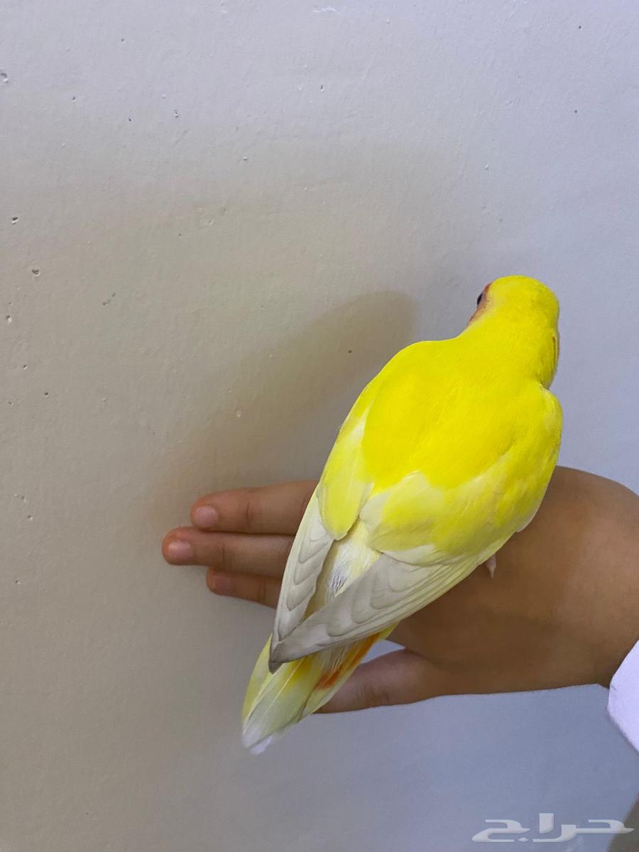 روز لاتينو اليف64463142341507113