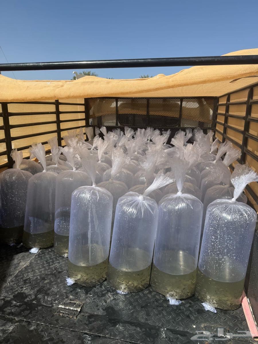 زريعة سمك بلطي بيور وحيد جنس64459139354625112