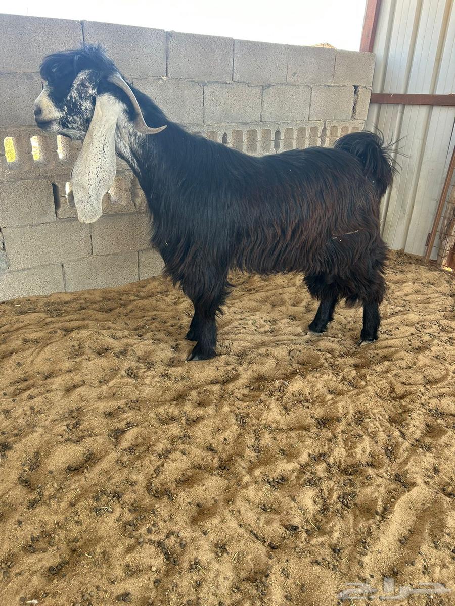 فحل عارضي كفو .. تم البيع64458659587714110