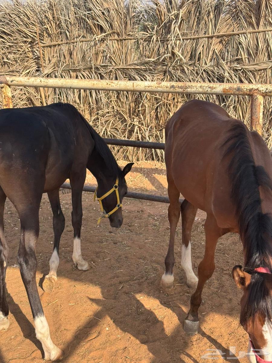 امهار شعبية للبيع64462624586113114