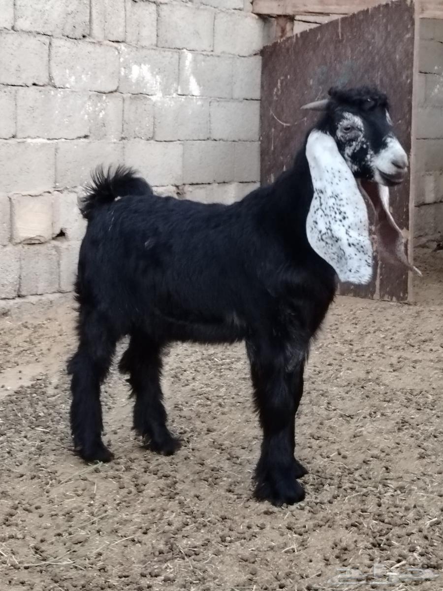 تيس عارضي للبيع64463418704258111