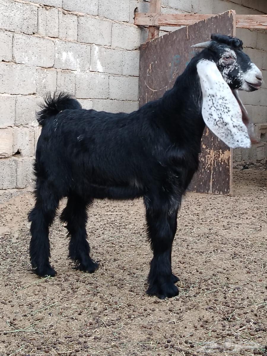 تيس عارضي للبيع64463418704258112