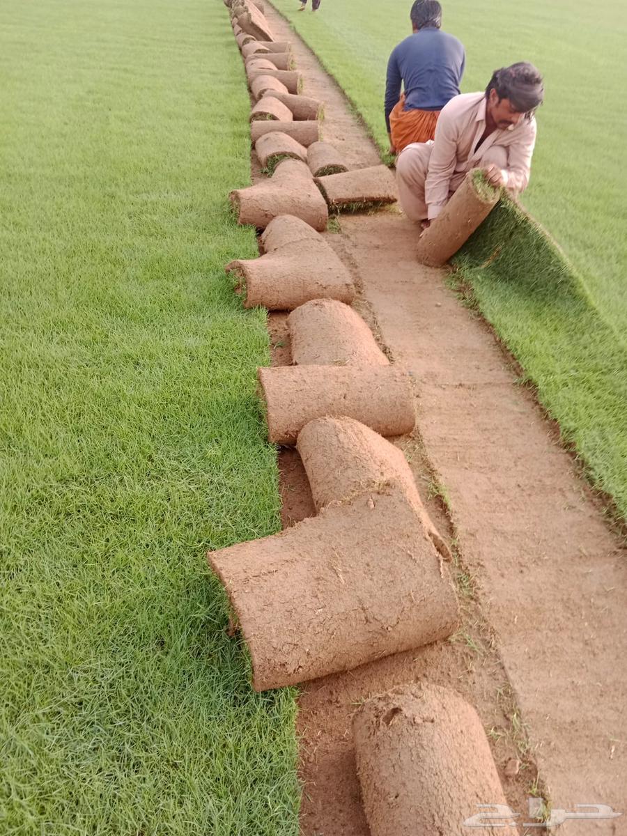 ثيل طبيعي او نجيله طبيعي مشروطه مضمونه64459065134465111