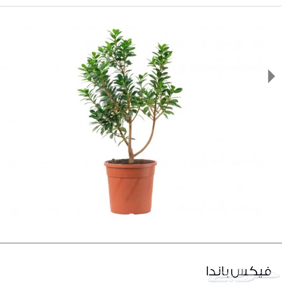 نباتات اشجار نبته زرع حديقة شتلة مشتل64457541708931113