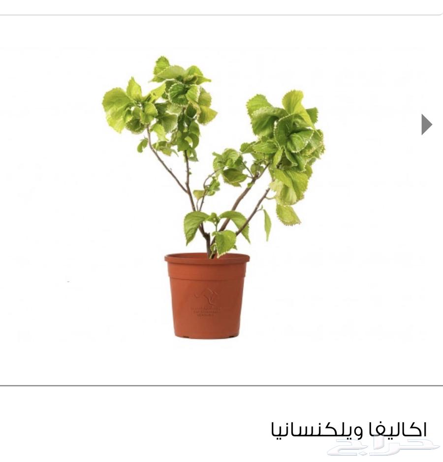 نباتات اشجار نبته زرع حديقة شتلة مشتل64457541708931114