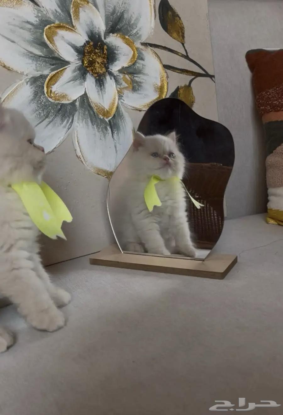 قطط بيرشن64459573414403113