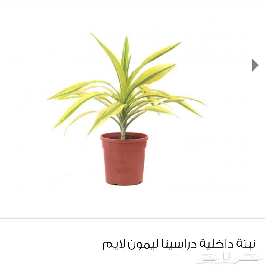 نباتات اشجار نبته زرع حديقة شتلة مشتل64457541708931110