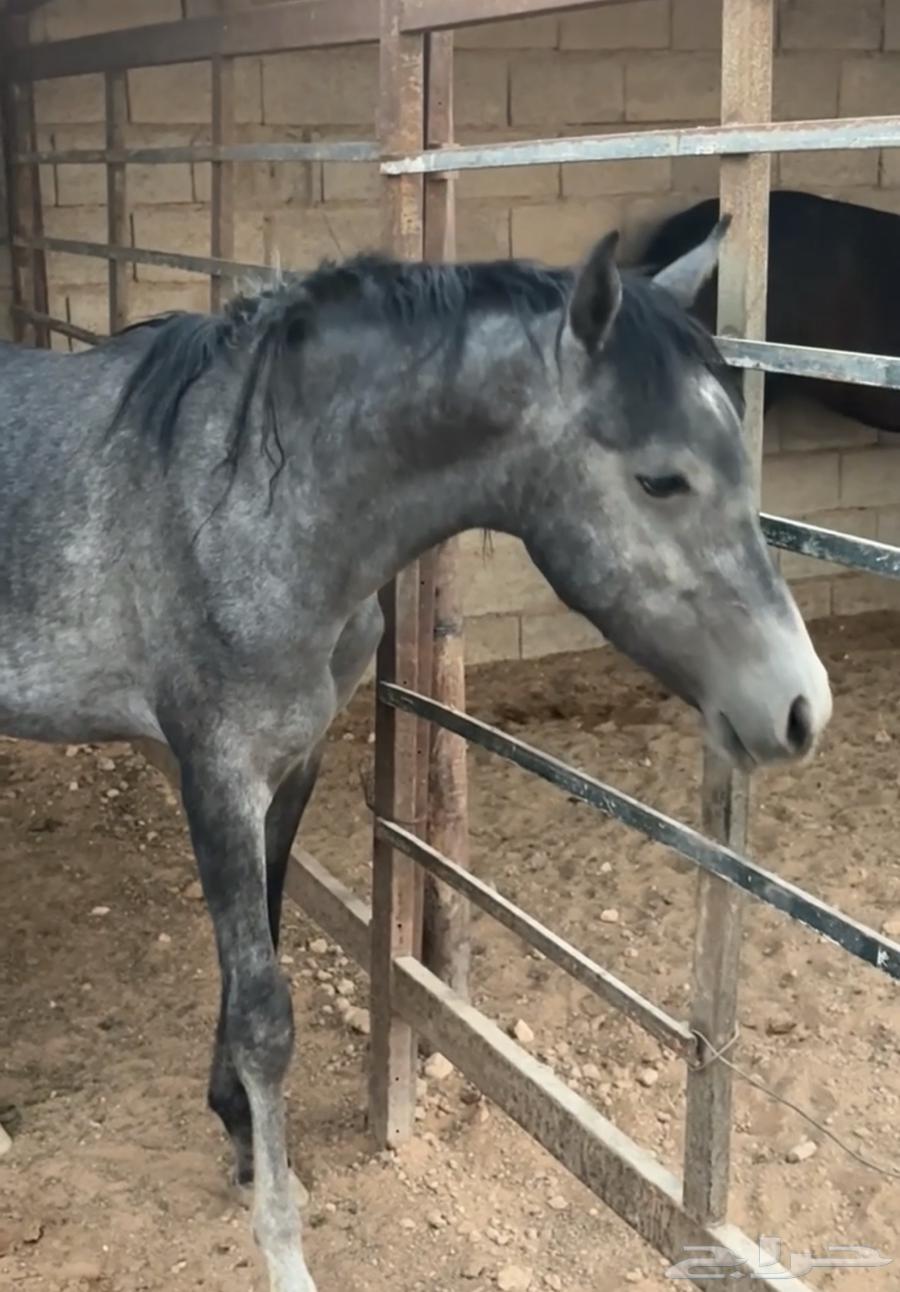 امهار للبيع64459573381507111