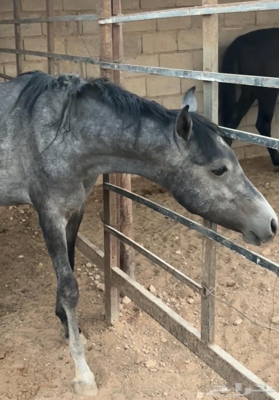 امهار للبيع64459573381507110