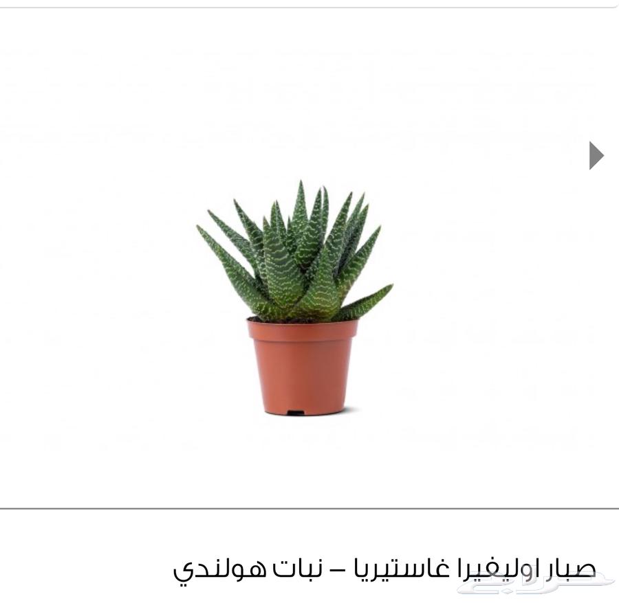 نباتات اشجار نبته زرع حديقة شتلة مشتل64457541708931111