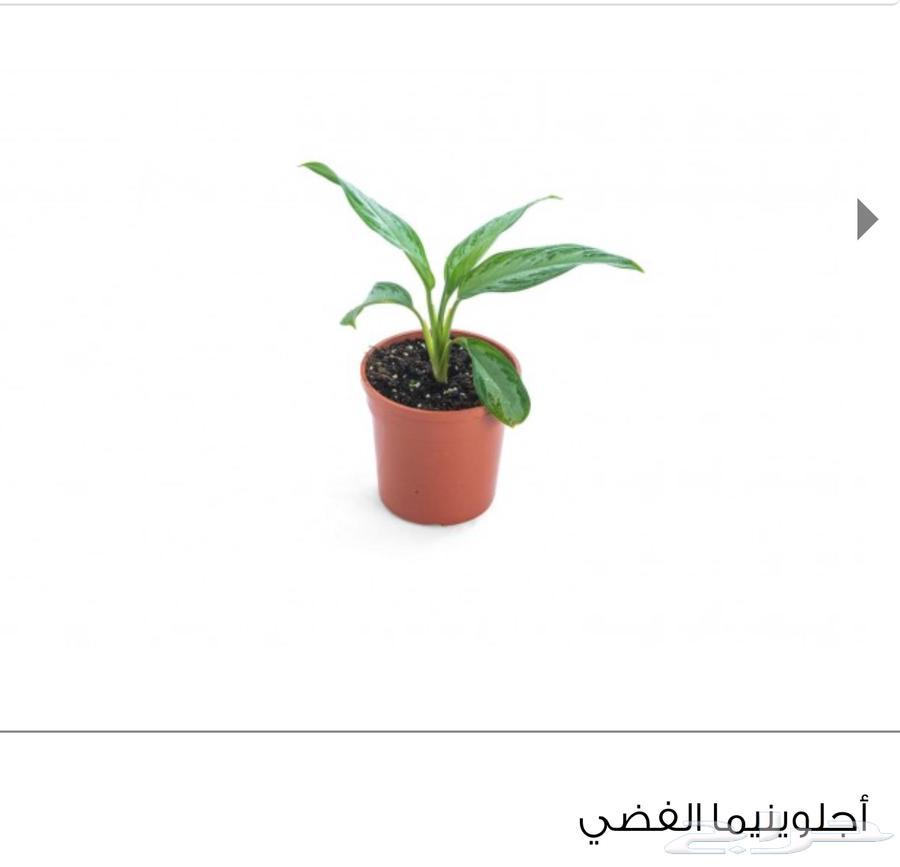 نباتات اشجار نبته زرع حديقة شتلة مشتل64457541708931112