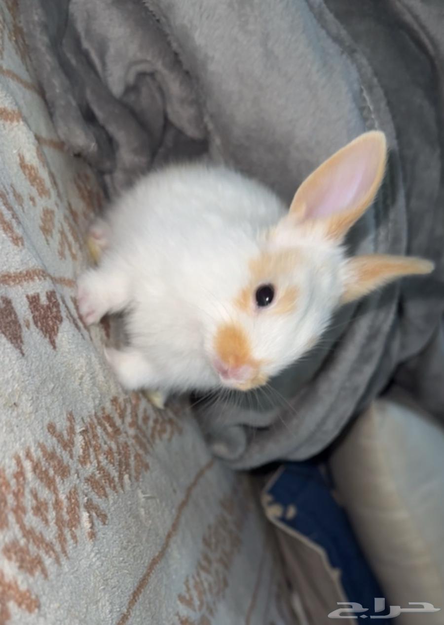 ارانب لي البيع64459498960385110