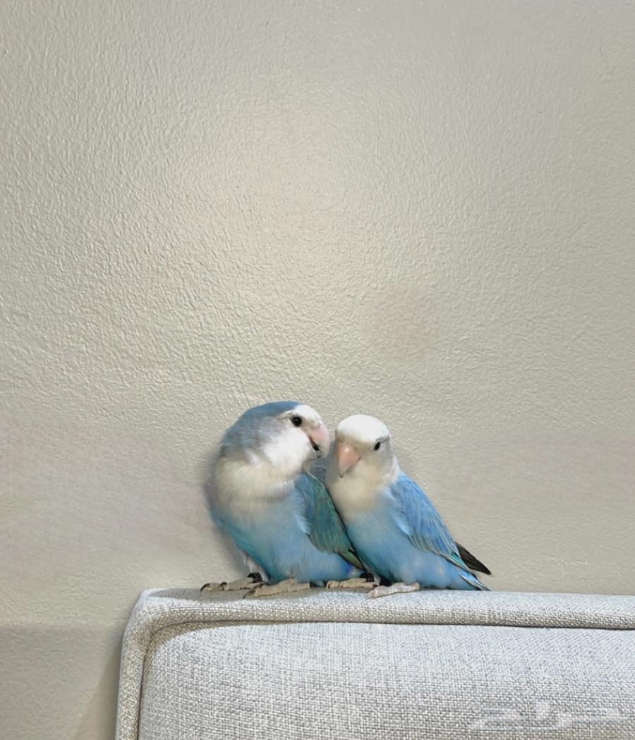 جوز روز منتج ( 3 )64457446386563110