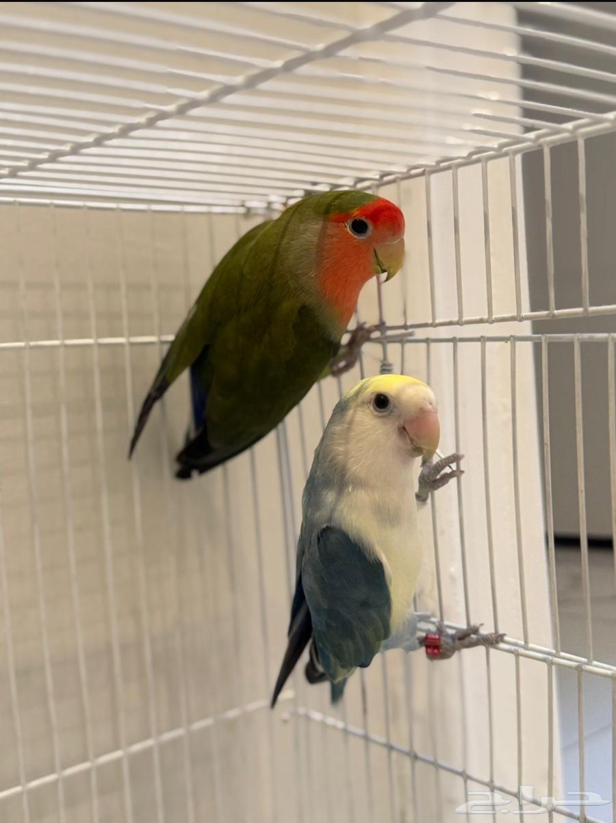 A good day of production, MashaAllah64457418914817112