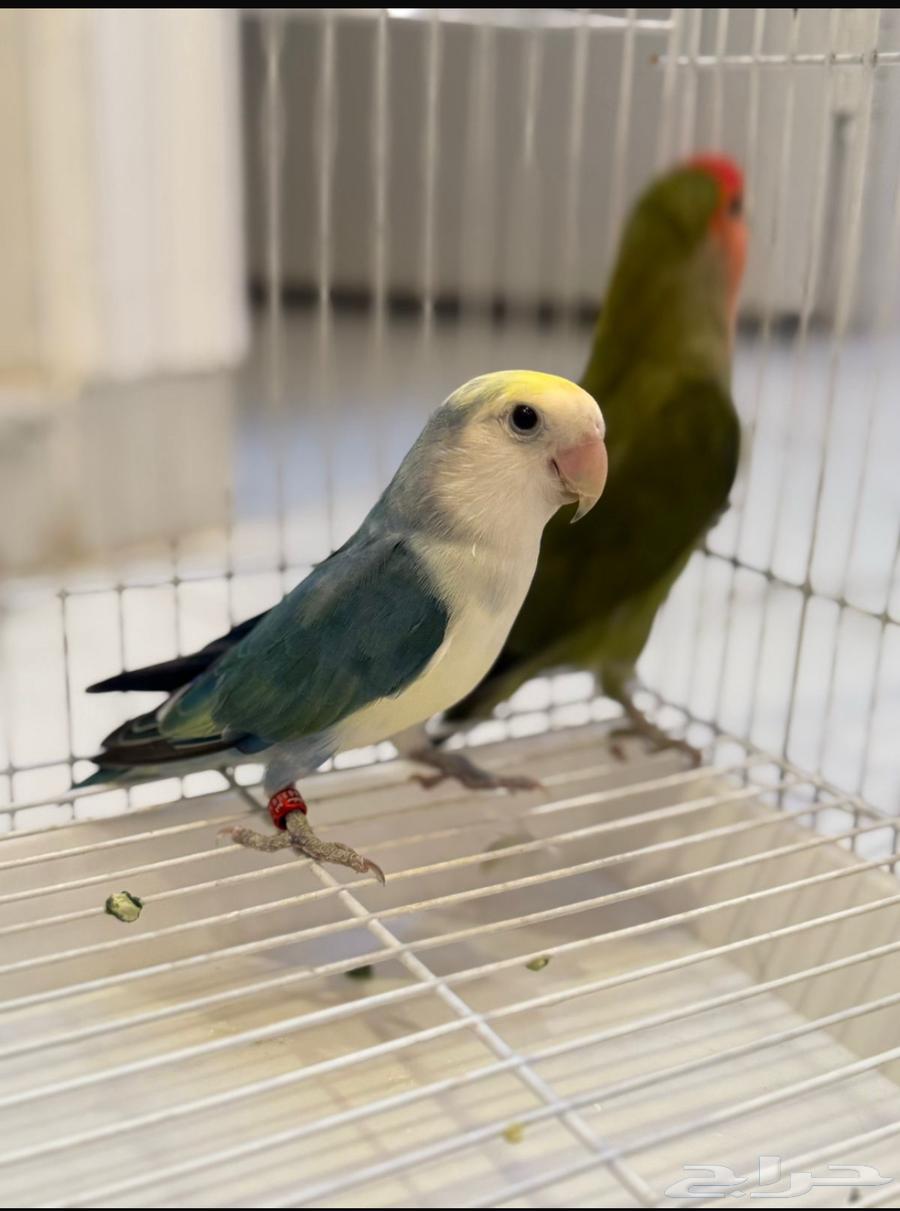 A good day of production, MashaAllah64457418914817110