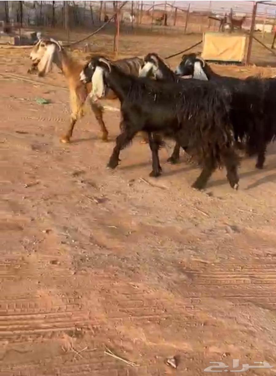 Jafar Awarij Taybe64458348843779110