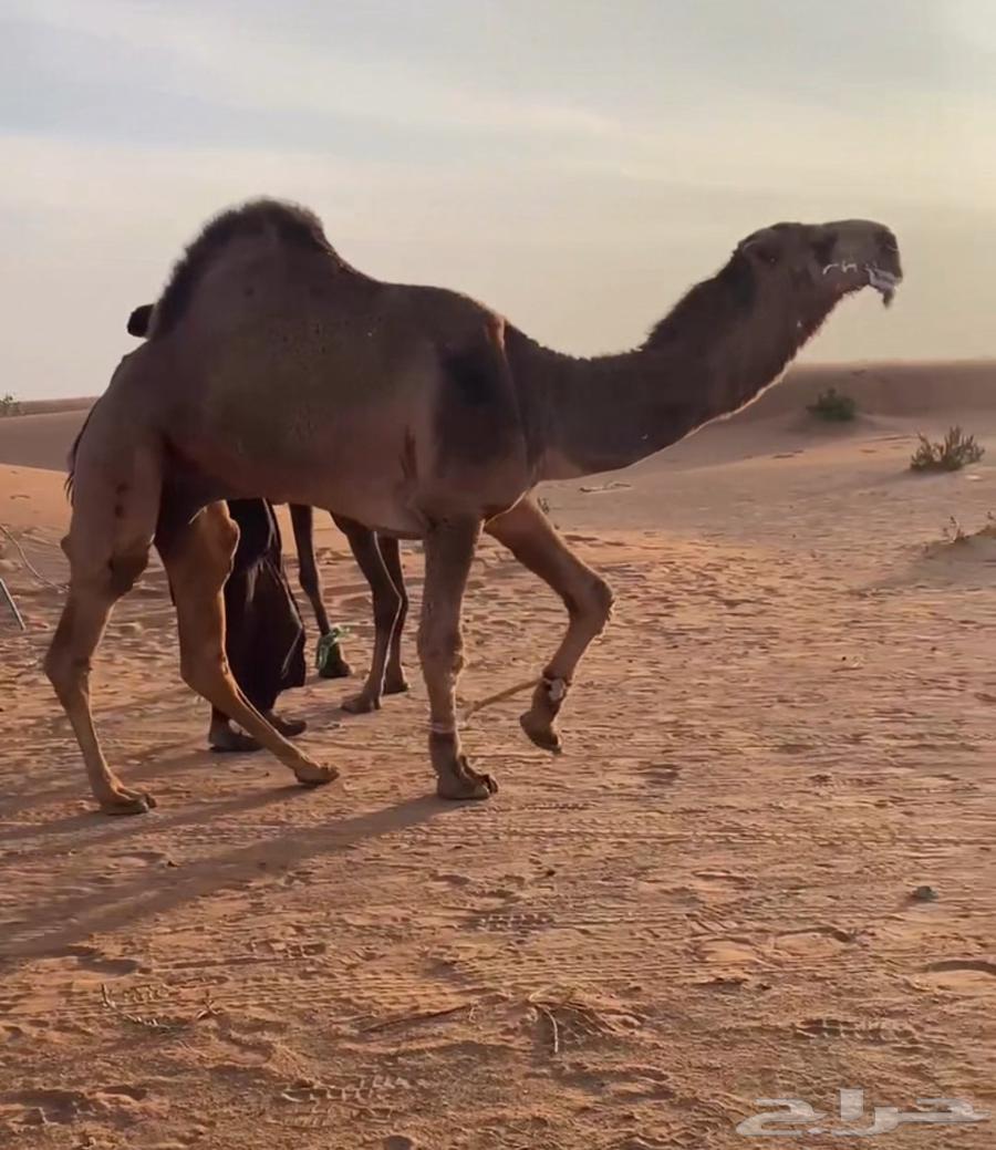 للبيع بعير احمر باتلي كفو64458975307906110