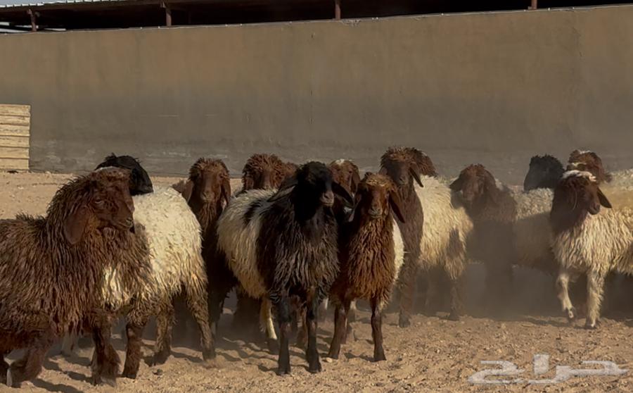 Naeem Date Palm Saplings, Good Quality, Quantity 25, Selling Price 115064460652852609112