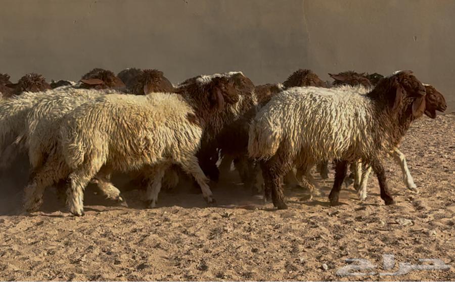 Naeem Date Palm Saplings, Good Quality, Quantity 25, Selling Price 115064460652852609113