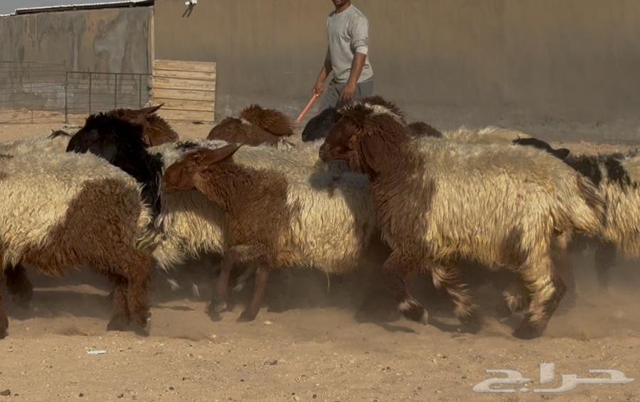 Naeem Date Palm Saplings, Good Quality, Quantity 25, Selling Price 115064460652852609114