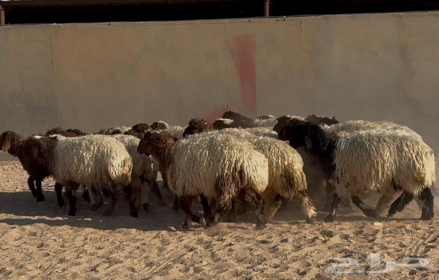 Naeem Date Palm Saplings, Good Quality, Quantity 25, Selling Price 115064460652852609110