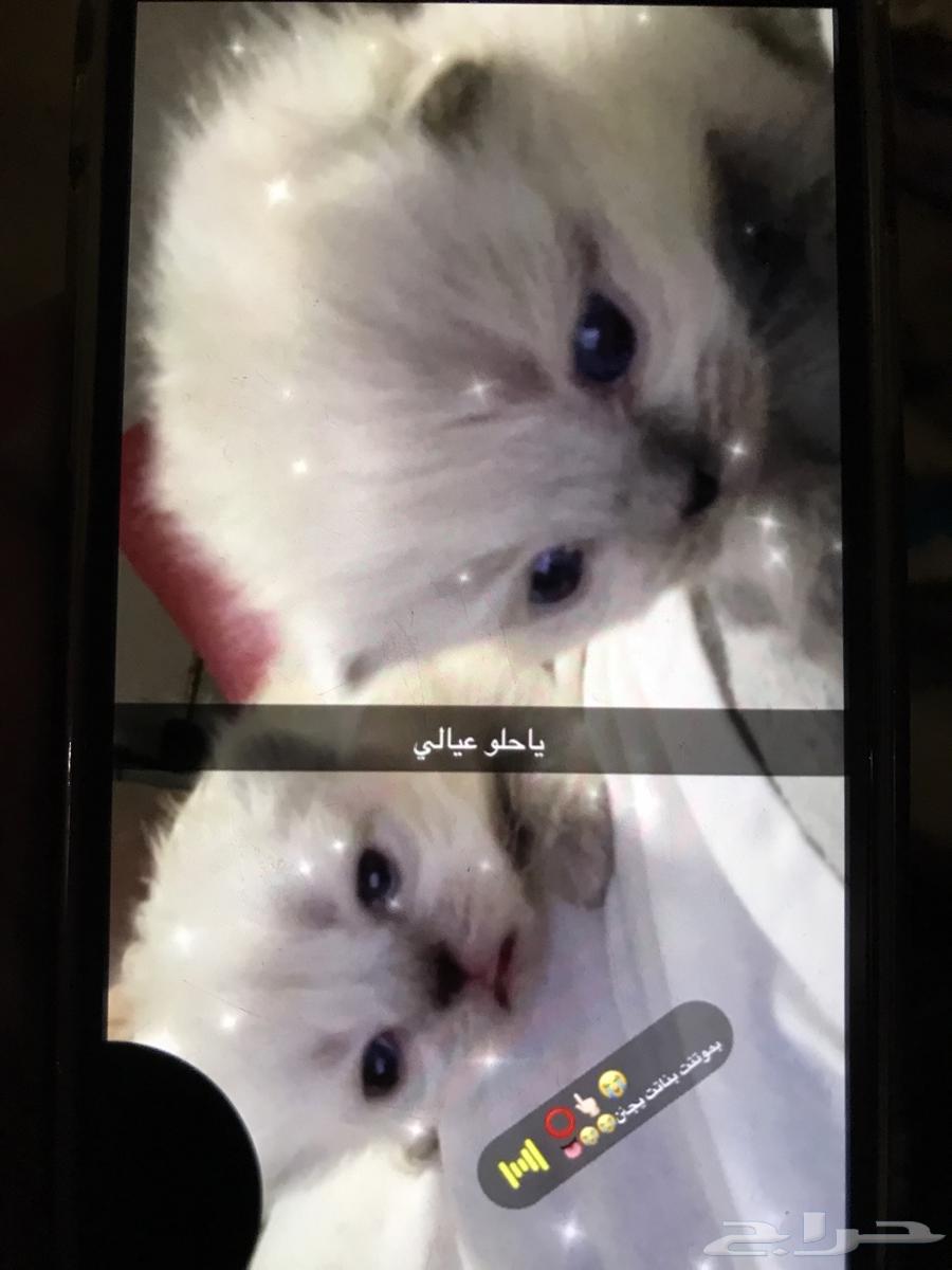 قطوتين   قطاوه   قط   بيكي فيس بيور ذكر و انثى64459215293187110