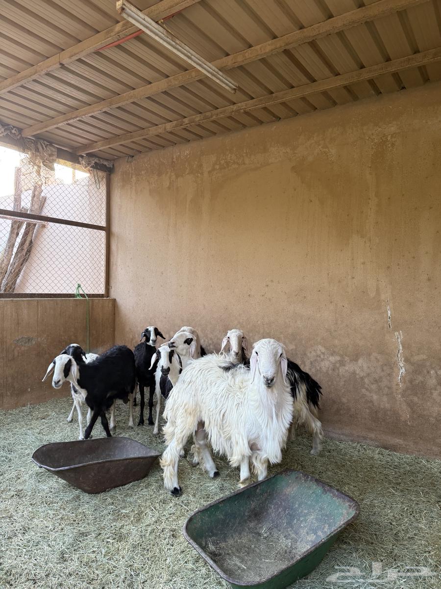 فحل للبيع64463224080385114