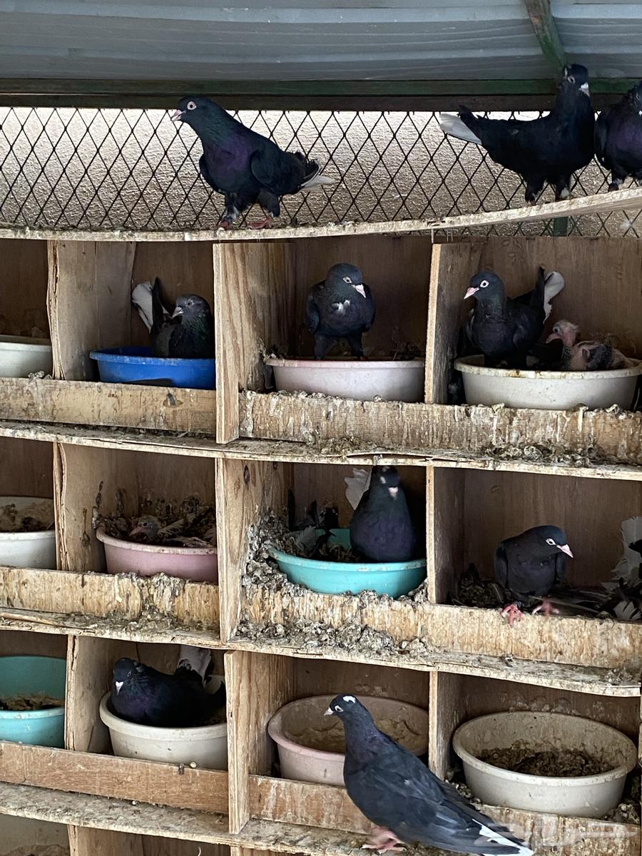 ترثه تركيبه للبيع64460761981186111