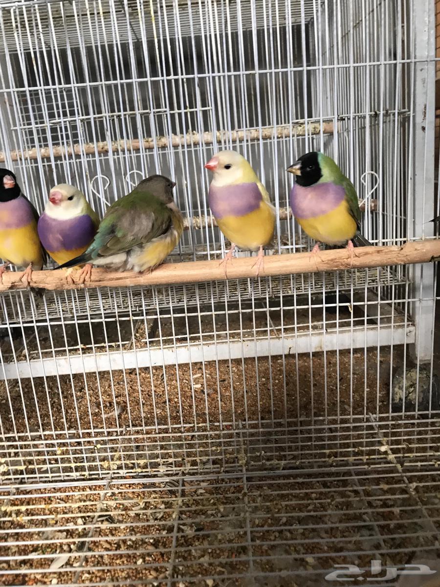 Golden64458585294339114