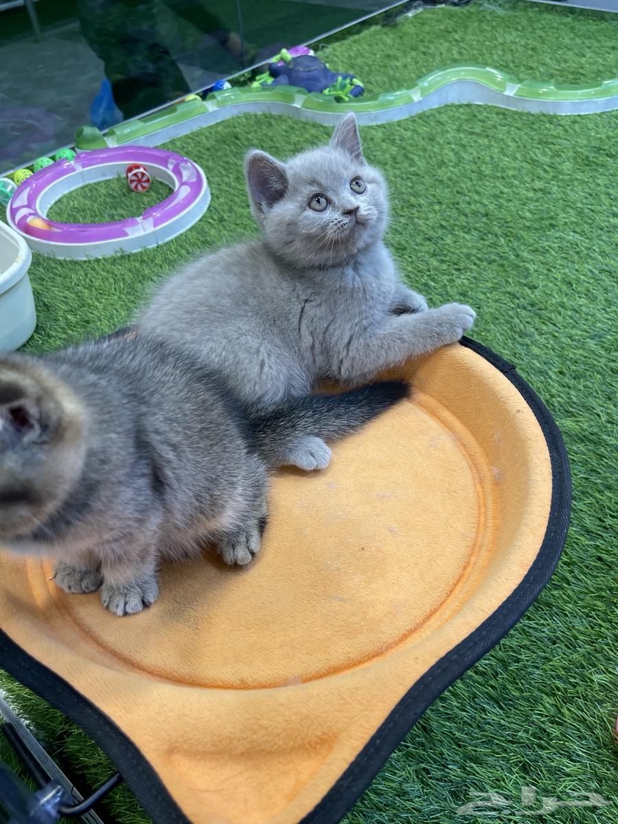 قطط سكوتش للبيع64462678961283114