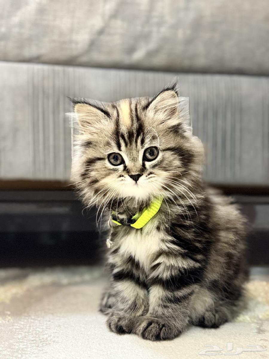 قطه للبيع64459259974659112