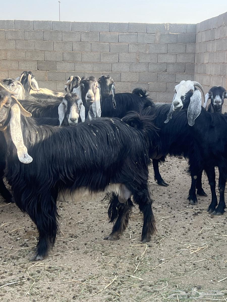 معزا عوارض 53 راس بفحولها64458659573250114