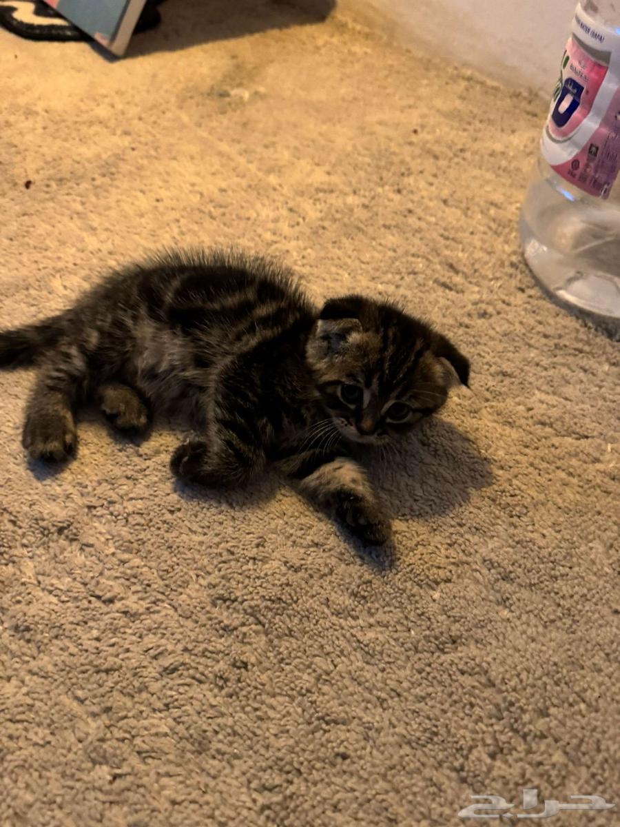 للبيع قطة سكوتش64462212392579113