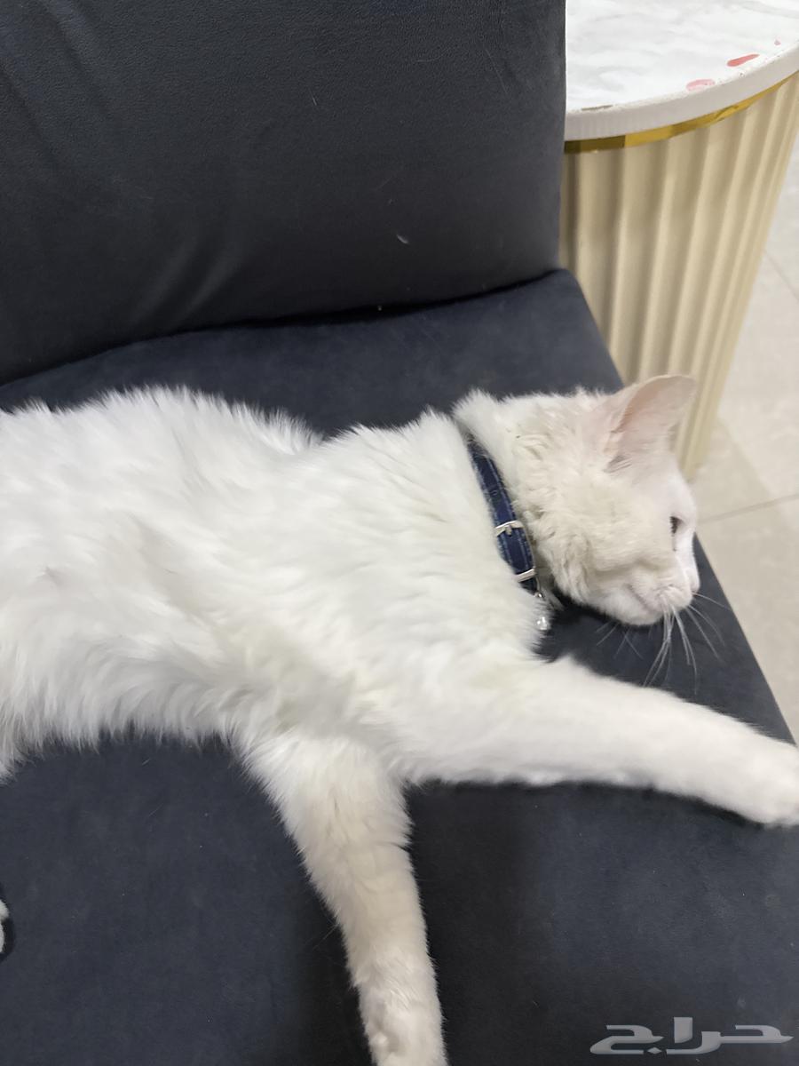 قط للبيع العمر 4 شهور64460544478339110