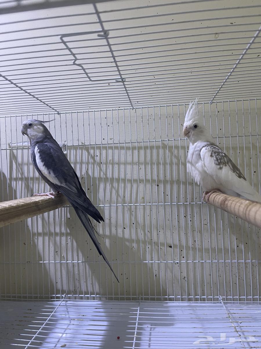 زوج كروان تم اللبيع64462541109506113