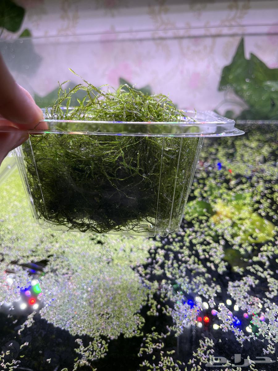 Java Moss Aquarium Plant. Javamoss64460571058691112