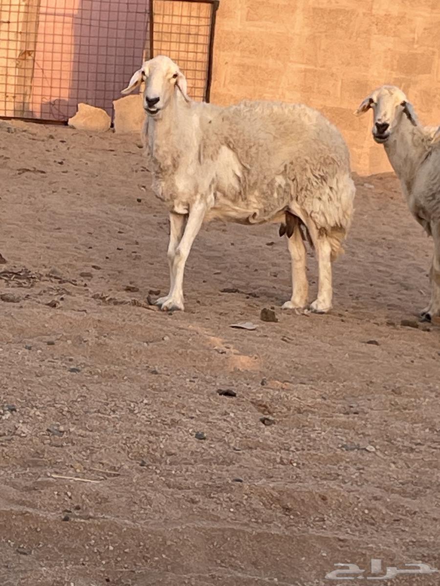 Sheep for sale, quantity 464462403551874114