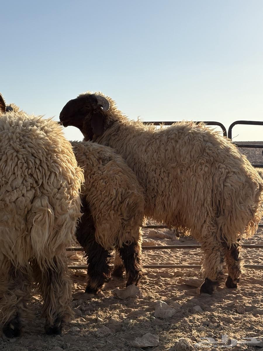 جذعان فواخر للبيع64463545268099112