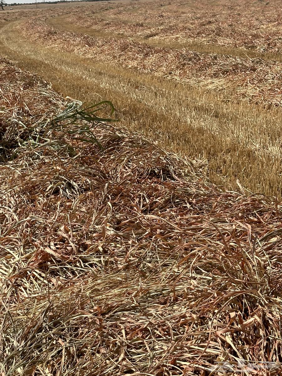 Clean and good-smelling Jizan dates64460352146051113