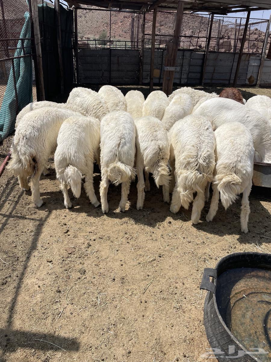 طليان ورخال حري64460161122947111