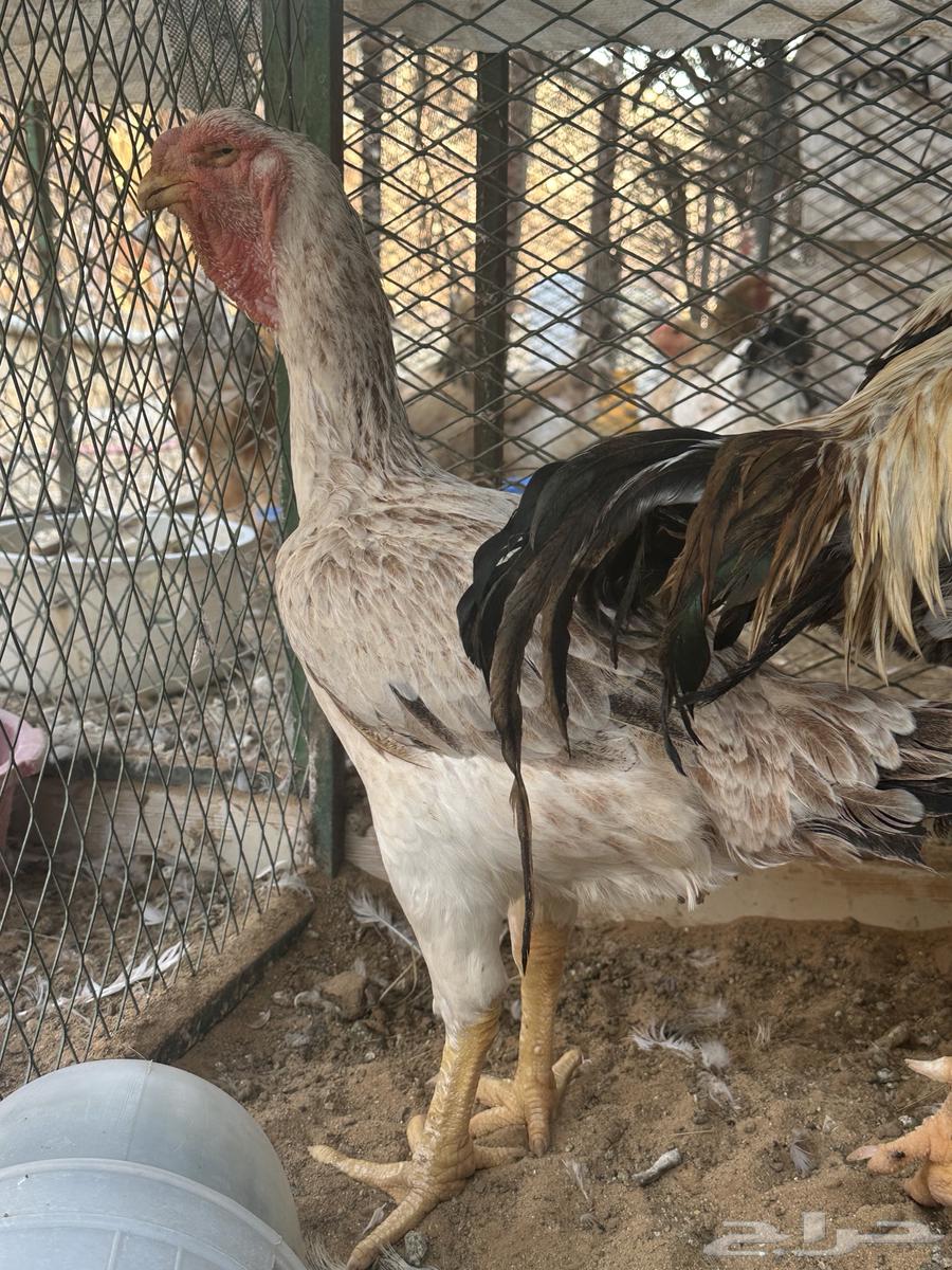 ديك ودجاجه فارسي مستوى توب ماشالله64462800813186112