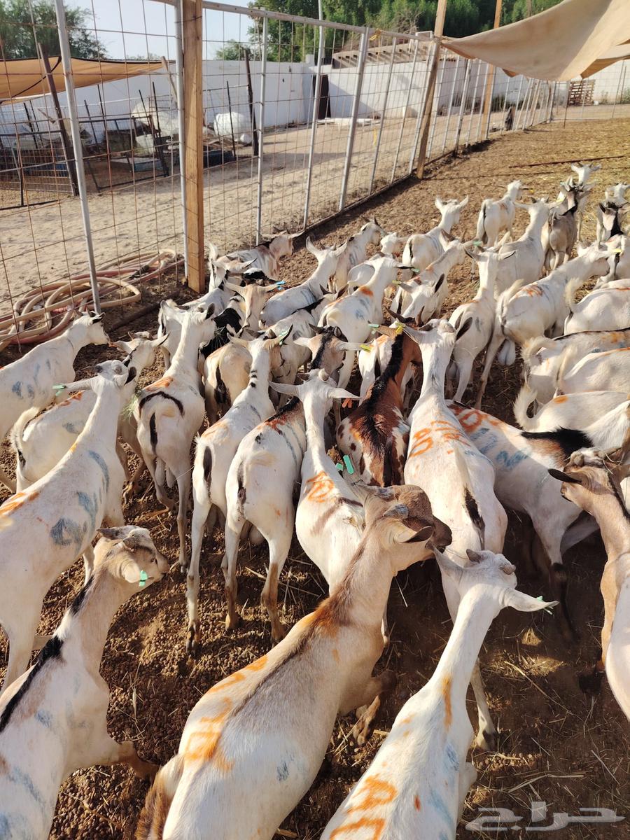 تيوس وقعدان صومالي جديده التفريد والجمله64460024131969114