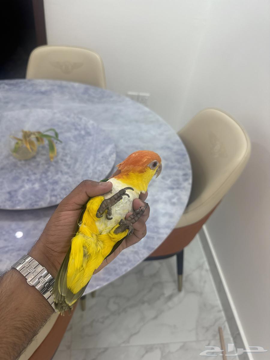 فرخ كايك وايت بلي64463874575745110