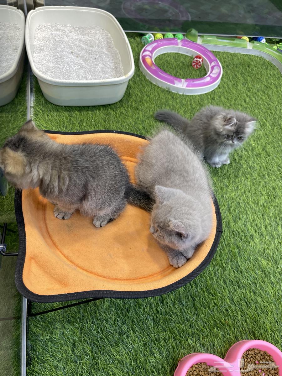 قطط سكوتش للبيع64462678961283110