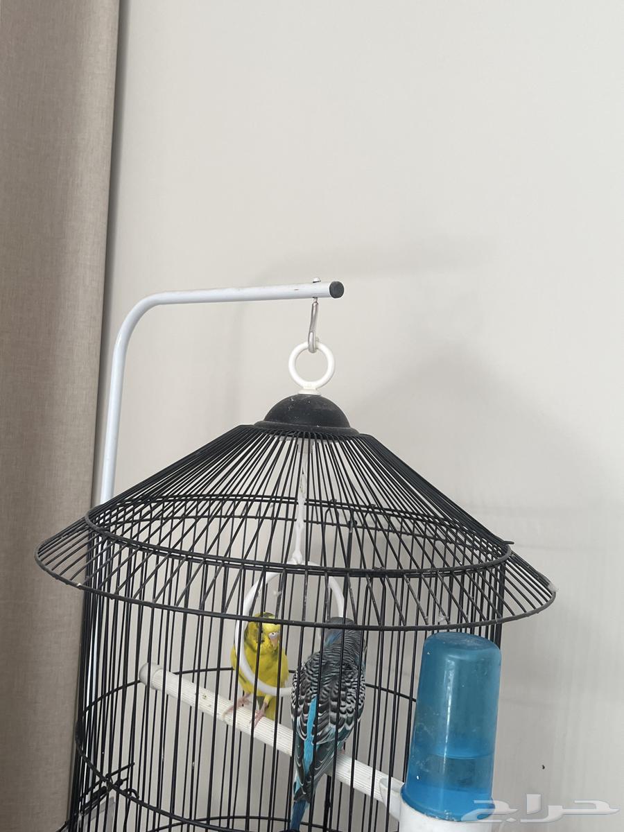 طيور حب للبيع للجاد مسيومه ب25064460078699521110