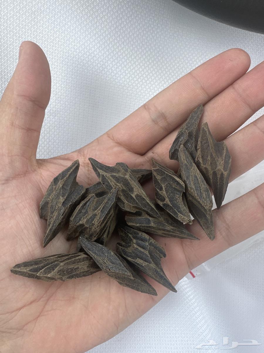 عود تايقر فتنامي درجه اولى64458871195393110