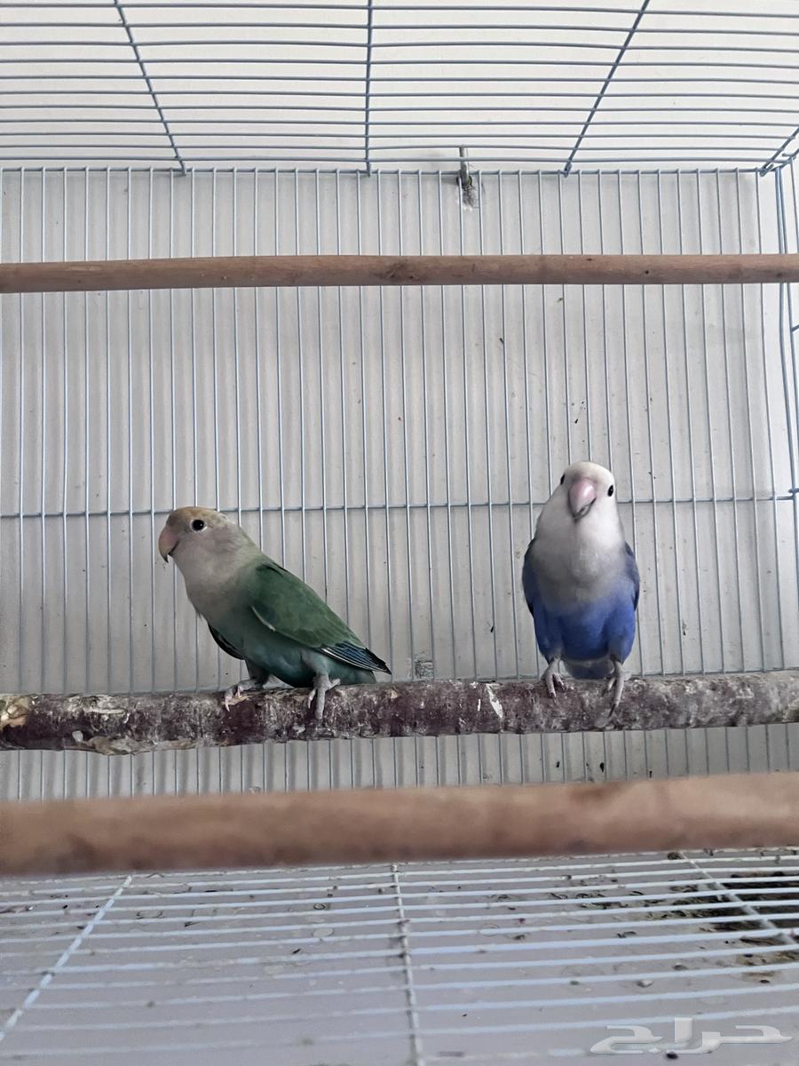 Pistachio of the day produced64459229446529111